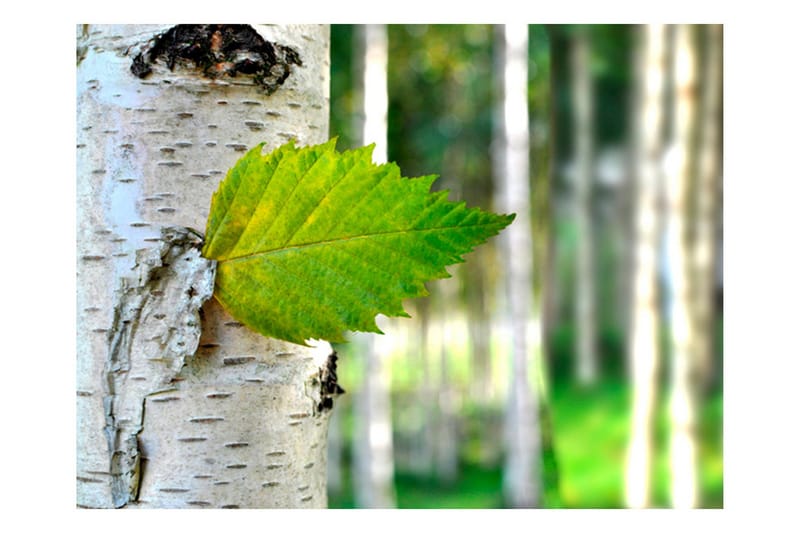 Fototapet Bjørkeblade 200x154, Artgeist sp. z o. o.