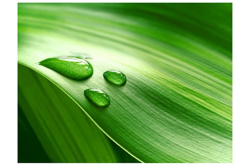 Fototapet Blad Og Tre Dråber Vand 350x270, Artgeist sp. z o. o.