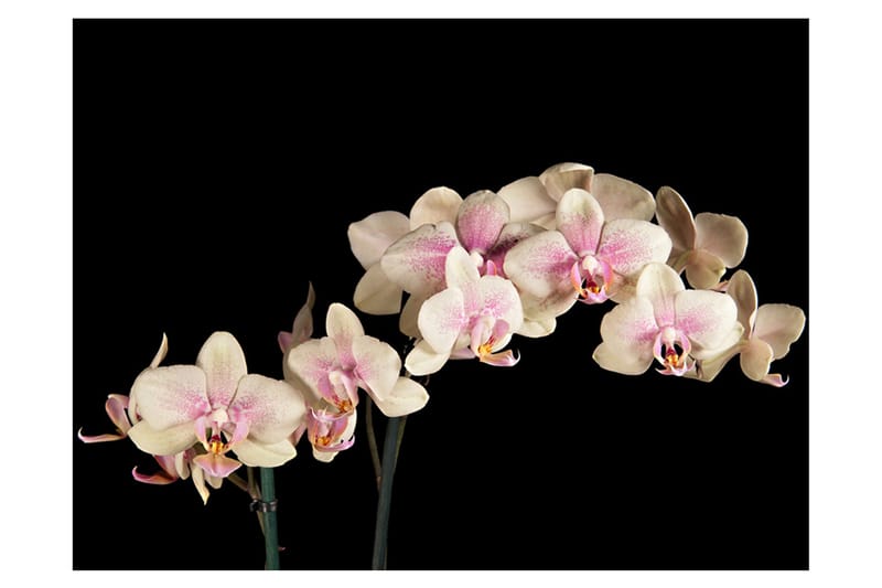 Fototapet Blooming Orchid 250x193 - Artgeist sp. z o. o. - Boligtilbehør - Vægdekoration - Tapeter - Fototapeter