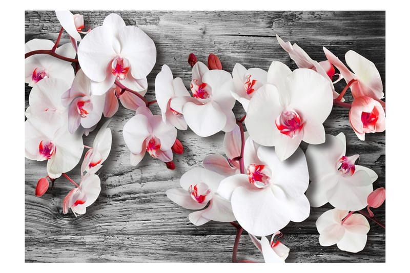 Fototapet Callous Orchids 150x105 - Artgeist sp. z o. o. - Boligtilbehør - Vægdekoration - Tapeter - Fototapeter