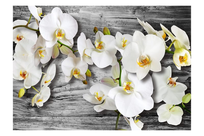 Fototapet Callous Orchids III 350x245 - Artgeist sp. z o. o. - Boligtilbehør - Vægdekoration - Tapeter - Fototapeter