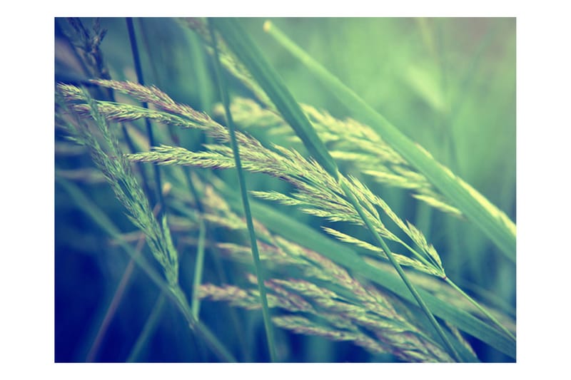 Fototapet Cereal Field 250x193 - Artgeist sp. z o. o. - Boligtilbehør - Vægdekoration - Tapeter - Fototapeter