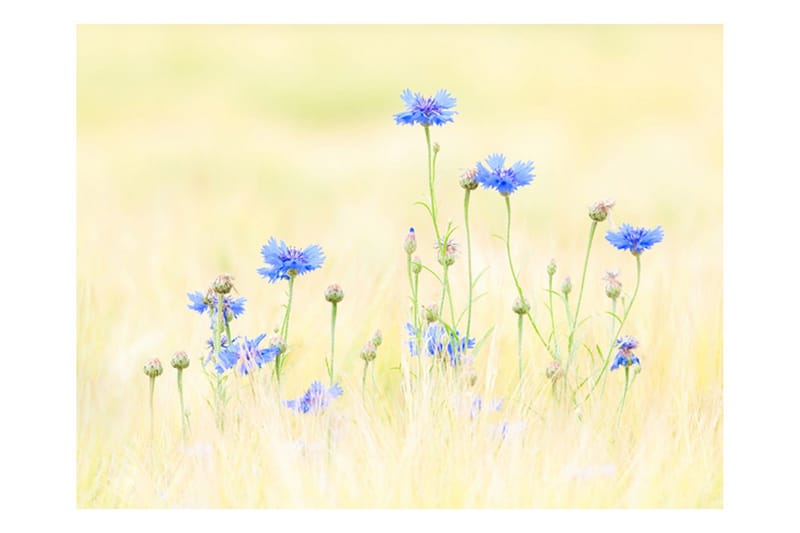 Fototapet Cornflowers 400x309 - Artgeist sp. z o. o. - Boligtilbehør - Vægdekoration - Tapeter - Fototapeter