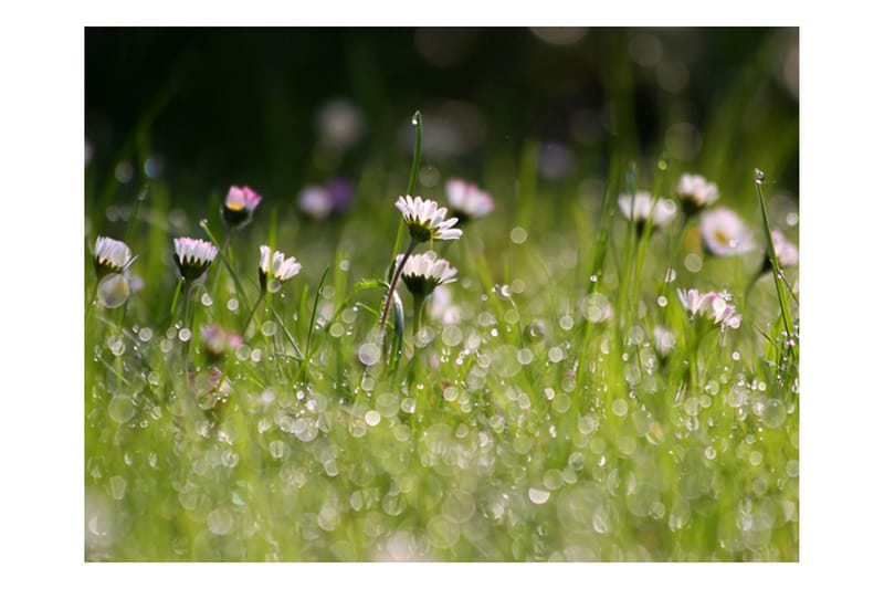 Fototapet Daisies With Morning Dew 200x154 - Artgeist sp. z o. o. - Boligtilbehør - Vægdekoration - Tapeter - Fototapeter