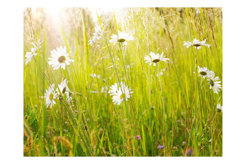 Fototapet Daisy Field 250x193 - Artgeist sp. z o. o. - Boligtilbehør - Vægdekoration - Tapeter - Fototapeter