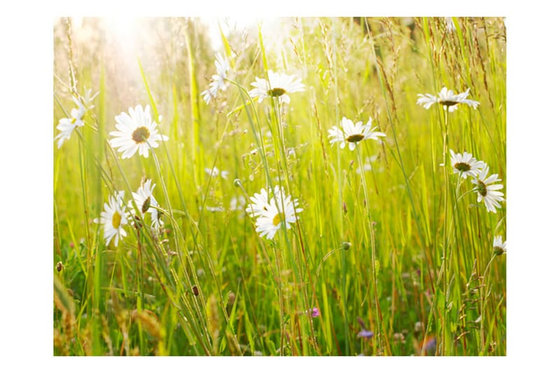 Fototapet Daisy Field 300x231, Artgeist sp. z o. o.