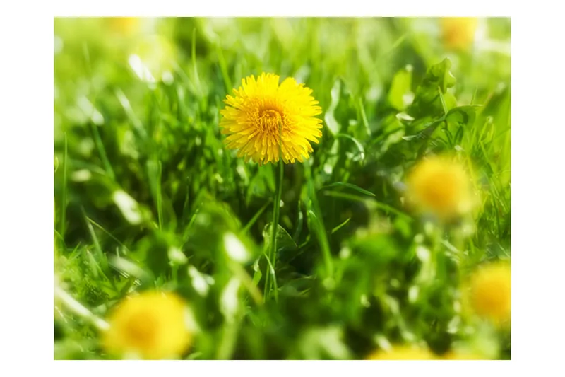Fototapet Dandelion Flowers 250x193 - Artgeist sp. z o. o. - Boligtilbehør - Vægdekoration - Tapeter - Fototapeter