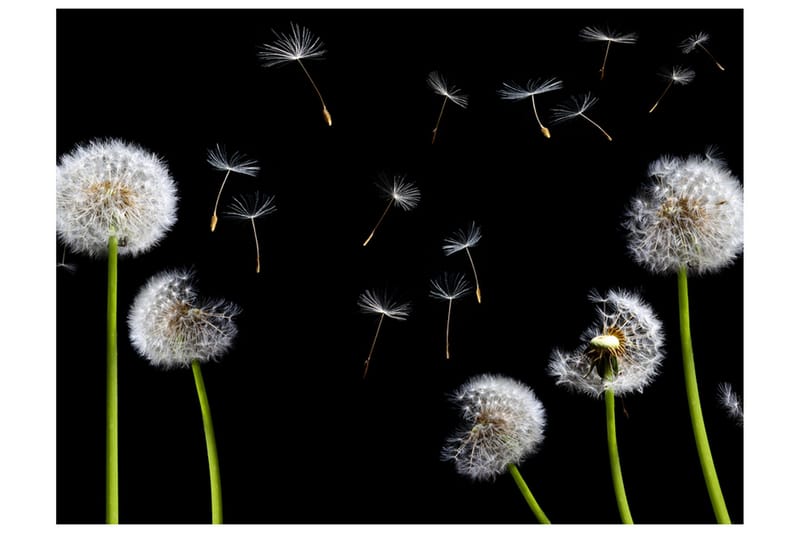Fototapet Dandelions Wind 200x154, Artgeist sp. z o. o.