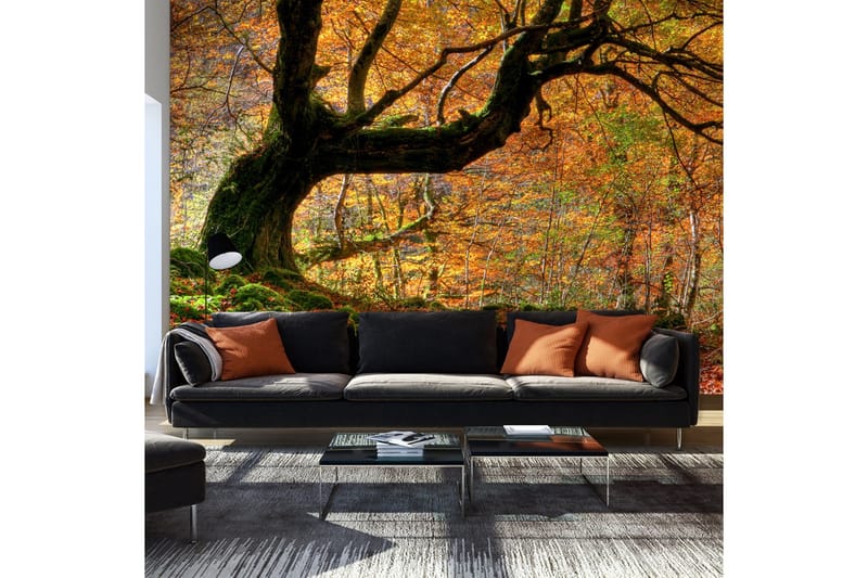 Fototapet Efterår Skov Og Blad 450x270, Artgeist sp. z o. o.