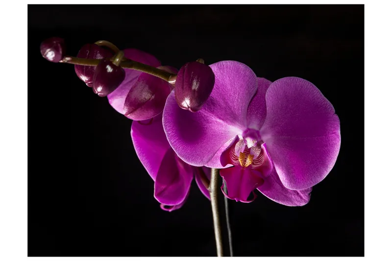 Fototapet Elegant Orchids 350x270 - Artgeist sp. z o. o. - Boligtilbehør - Vægdekoration - Tapeter - Fototapeter