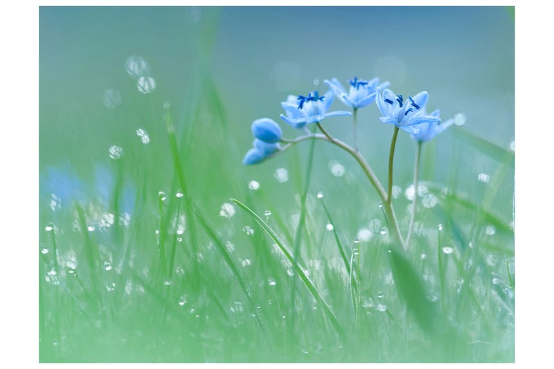 Fototapet En Eng Ved Daggry 400x309, Artgeist sp. z o. o.