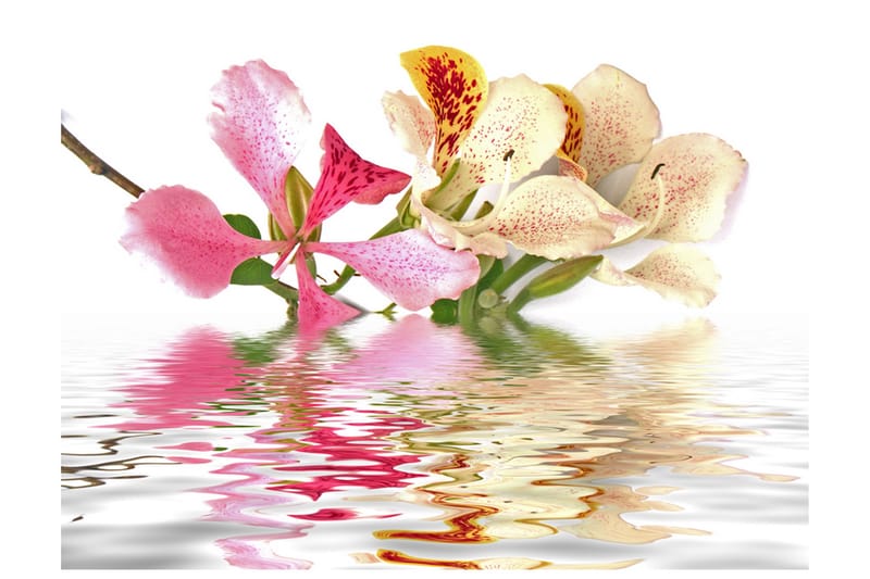 Fototapet Flowers Orchid Tree Bauhinia 350x270 - Artgeist sp. z o. o. - Boligtilbehør - Vægdekoration - Tapeter - Fototapeter