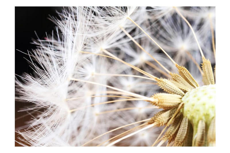 Fototapet Fluffy Dandelion 350x245 - Artgeist sp. z o. o. - Boligtilbehør - Vægdekoration - Tapeter - Fototapeter