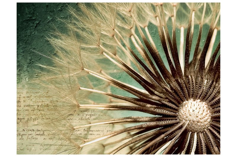 Fototapet Focus On Dandelion 300x231, Artgeist sp. z o. o.