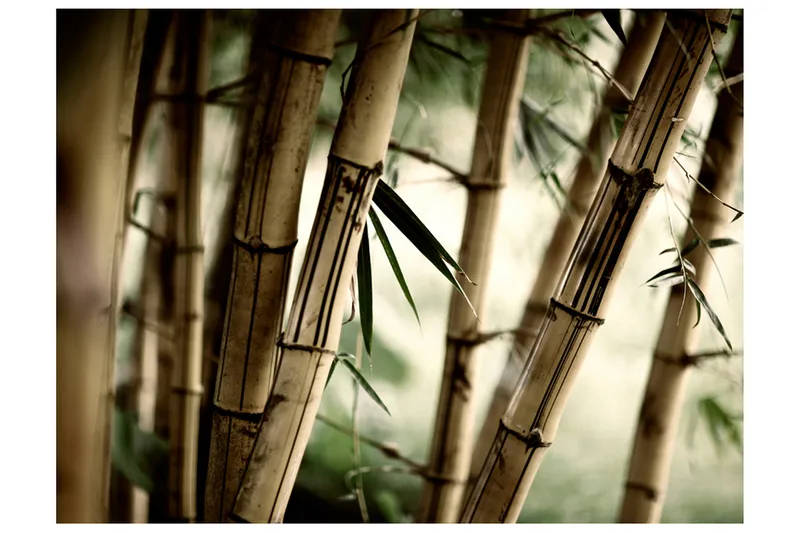 Fototapet Fog And Bamboo Forest 350x270, Artgeist sp. z o. o.