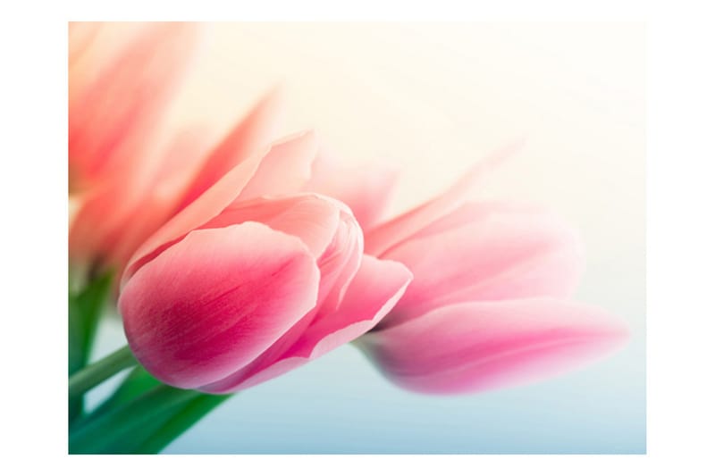 Fototapet forår og tulipaner 250x193 - Artgeist sp. z o. o. - Boligtilbehør - Vægdekoration - Tapeter - Fototapeter
