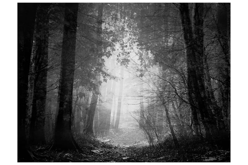 Fototapet Forest Of Shadows 400x309 - Artgeist sp. z o. o. - Boligtilbehør - Vægdekoration - Tapeter - Fototapeter