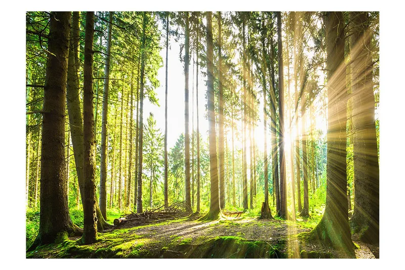 Fototapet Forest Tales 150x105 - Artgeist sp. z o. o. - Boligtilbehør - Vægdekoration - Tapeter - Fototapeter