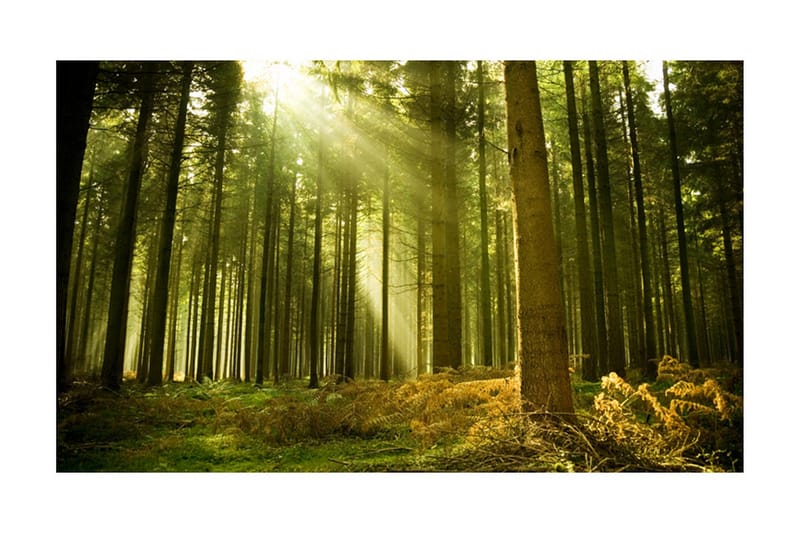 Fototapet Fyrretræs Skov 450x270, Artgeist sp. z o. o.