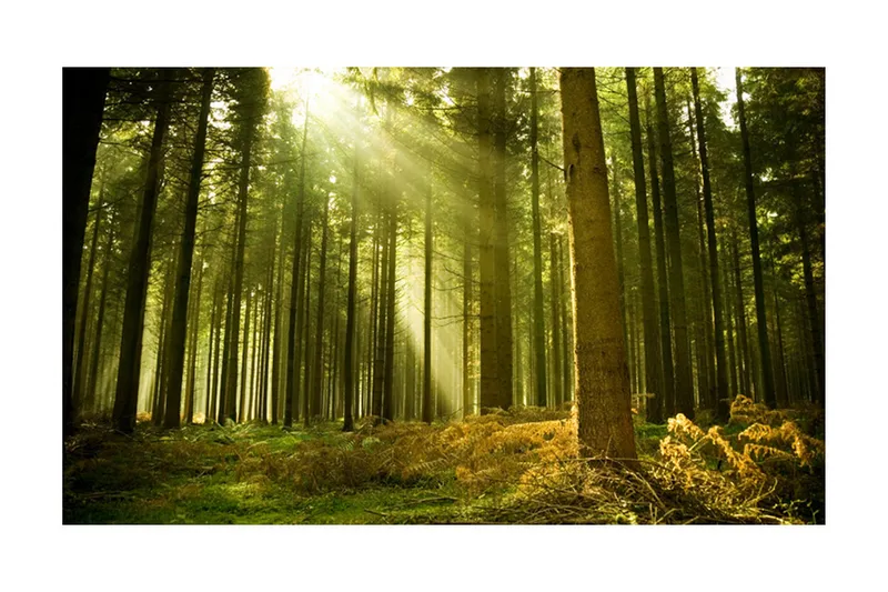 Fototapet Fyrretræs Skov 450x270, Artgeist sp. z o. o.