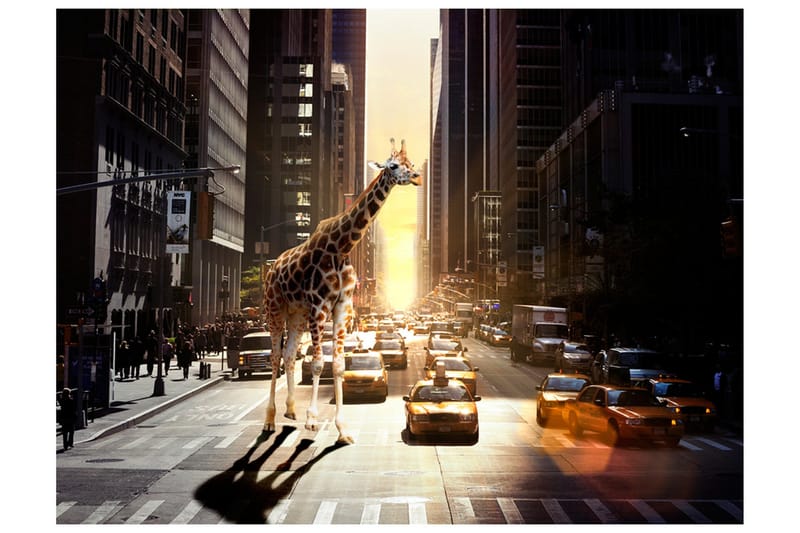 Fototapet Giraf i Den Store By 250x193, Artgeist sp. z o. o.