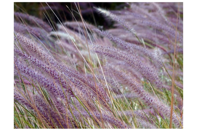 Fototapet Grønt Eng Og Lille Blomster 300x231, Artgeist sp. z o. o.