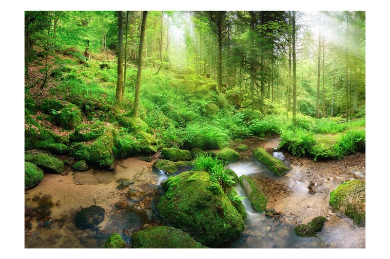 Fototapet Humid Forest 300x210, Artgeist sp. z o. o.