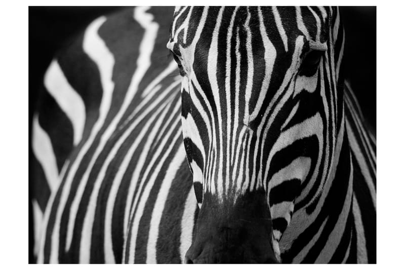 Fototapet Hvid Med Sorte Striber 400x309, Artgeist sp. z o. o.