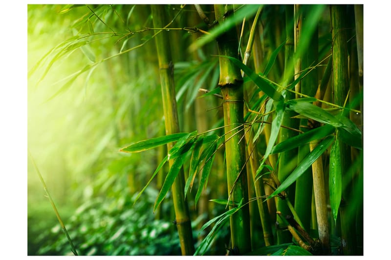 Fototapet Jungle Bamboo 300x231, Artgeist sp. z o. o.