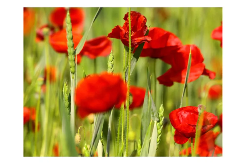 Fototapet kornfelt med valmuer 200x154 - Artgeist sp. z o. o. - Boligtilbehør - Vægdekoration - Tapeter - Fototapeter