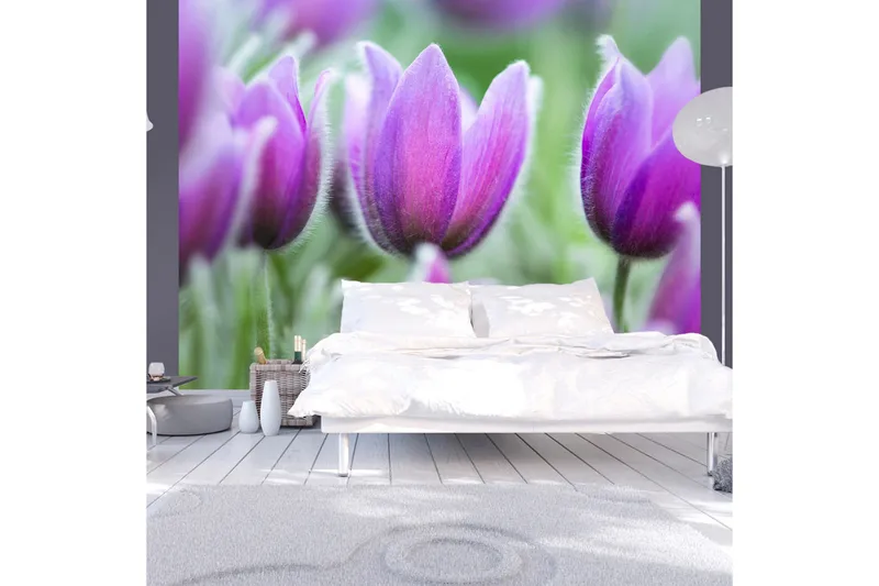 Fototapet lilla forårs tulipaner 250x193, Artgeist sp. z o. o.