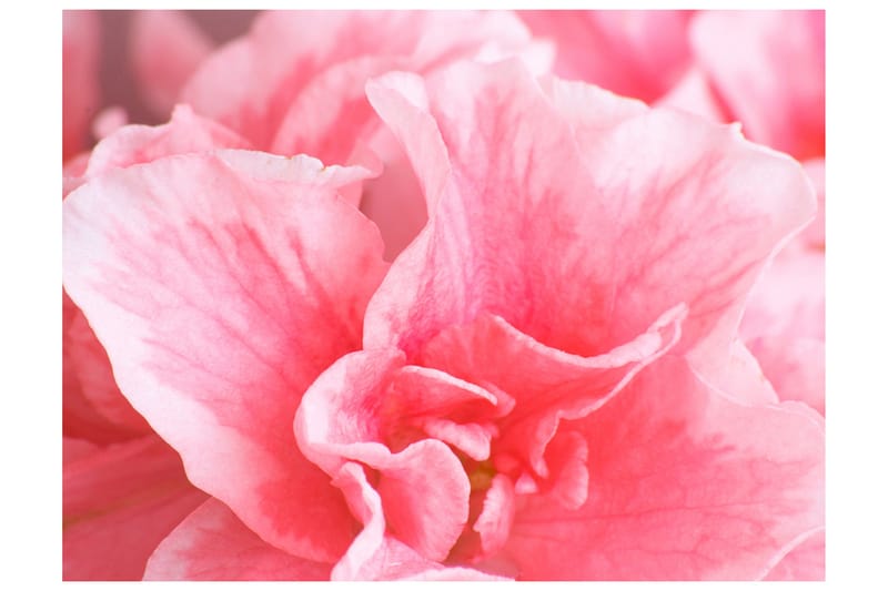 Fototapet Lyserød Azalea Blomster 350x270, Artgeist sp. z o. o.
