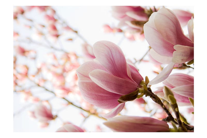 Fototapet Lyserød Magnolia 350x270 - Artgeist sp. z o. o. - Boligtilbehør - Vægdekoration - Tapeter - Fototapeter