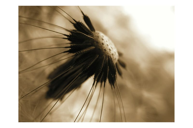 Fototapet Mælkebøtte Sepia 300x231 - Artgeist sp. z o. o. - Boligtilbehør - Vægdekoration - Tapeter - Fototapeter