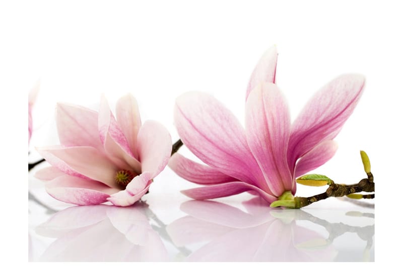 Fototapet Magnolia Blomster 300x231, Artgeist sp. z o. o.