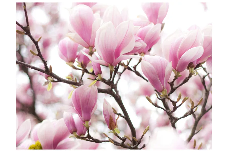Fototapet Magnolia Bloosom 250x193, Artgeist sp. z o. o.