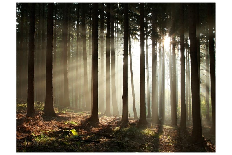 Fototapet Nåletræ Skov 350x270, Artgeist sp. z o. o.