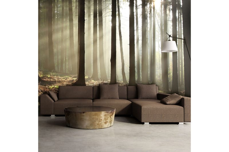 Fototapet Nåletræ Skov 450x270, Artgeist sp. z o. o.