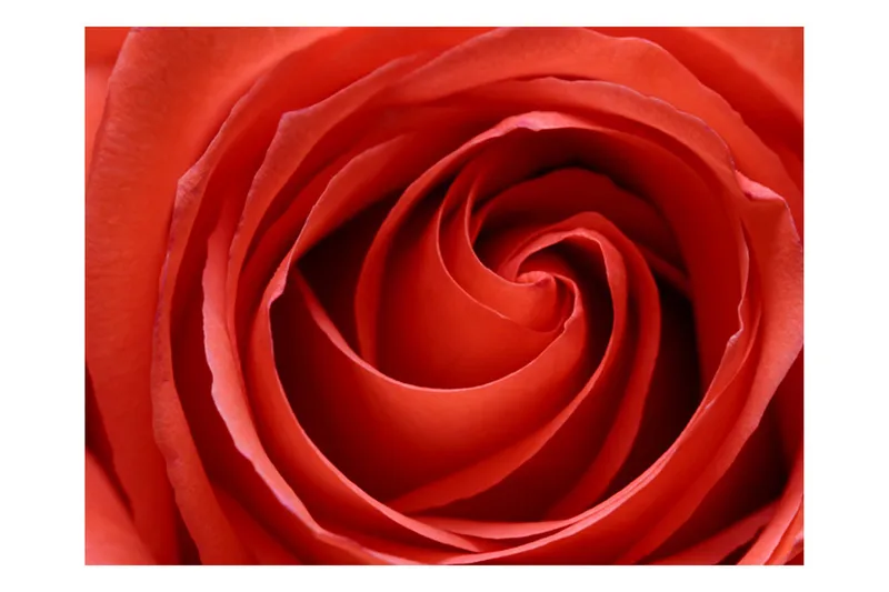 Fototapet Nyvågen Rose 300x231 - Artgeist sp. z o. o. - Boligtilbehør - Vægdekoration - Tapeter - Fototapeter