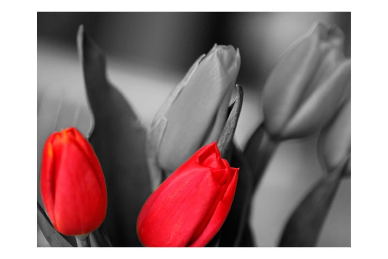 Fototapet Red Tulips On Black And White Background 200x154 - Artgeist sp. z o. o. - Boligtilbehør - Vægdekoration - Tapeter - Fototapeter