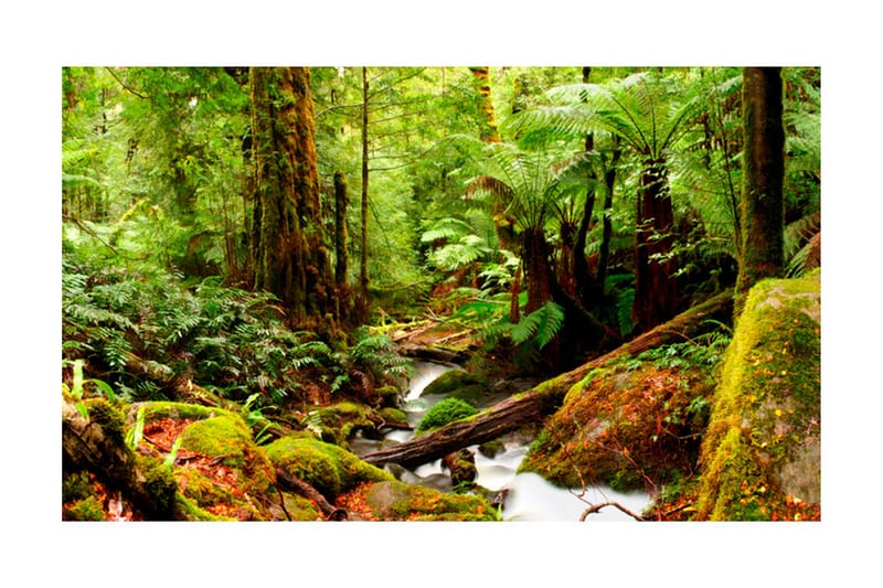 Fototapet Regnskov 450x270, Artgeist sp. z o. o.