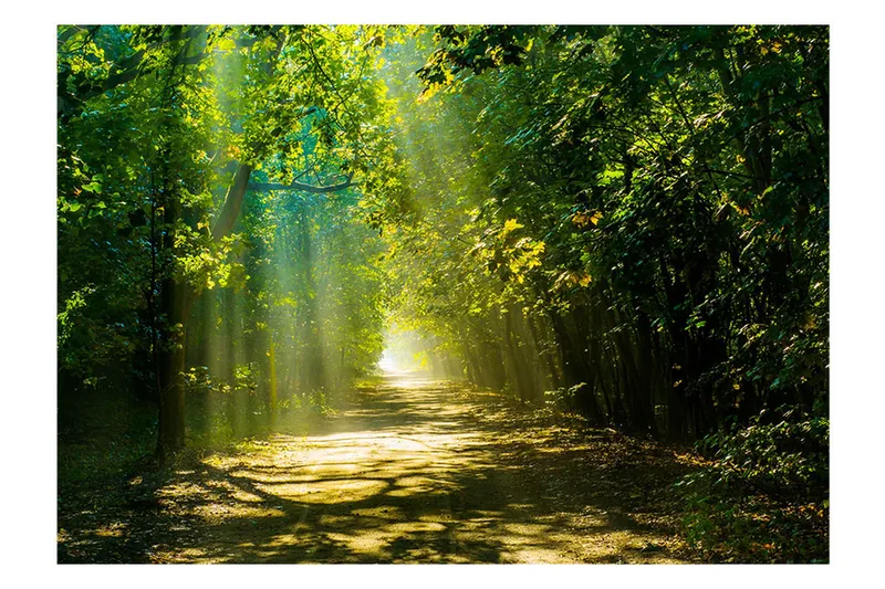 Fototapet Road In Sunlight 200x140, Artgeist sp. z o. o.