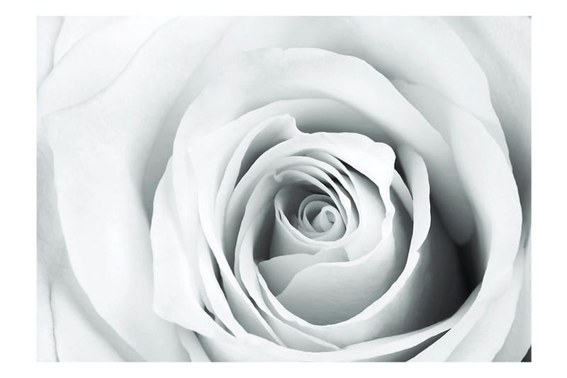 Fototapet Rose Charade 350x245 - Artgeist sp. z o. o. - Boligtilbehør - Vægdekoration - Tapeter - Fototapeter