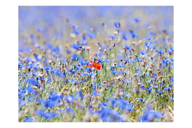 Fototapet Sky-Colored Meadow Cornflowers 250x193 - Artgeist sp. z o. o. - Boligtilbehør - Vægdekoration - Tapeter - Fototapeter