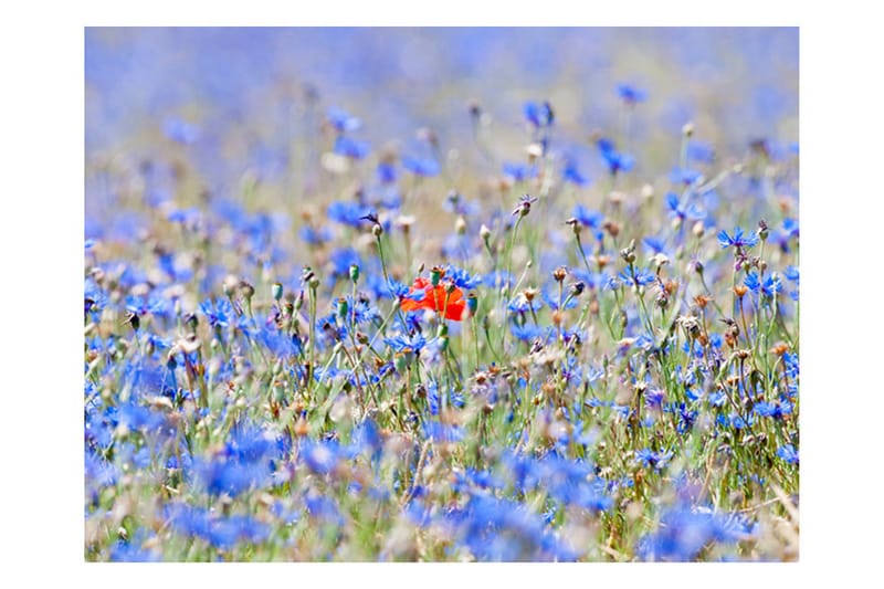 Fototapet Sky-Colored Meadow Cornflowers 250x193 - Artgeist sp. z o. o. - Fototapeter