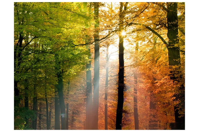 Fototapet Smuk Efterår 350x270, Artgeist sp. z o. o.