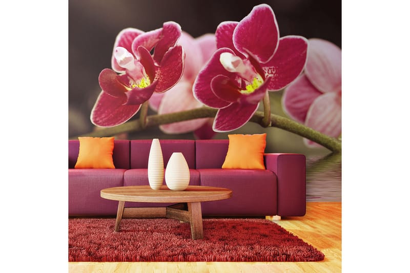 Fototapet Smuk Orkidé Blomster På Vandet 450x270 - Artgeist sp. z o. o. - Boligtilbehør - Vægdekoration - Tapeter - Fototapeter