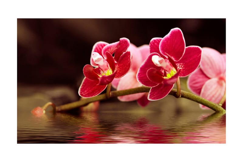 Fototapet Smuk Orkidé Blomster På Vandet 450x270 - Artgeist sp. z o. o. - Boligtilbehør - Vægdekoration - Tapeter - Fototapeter