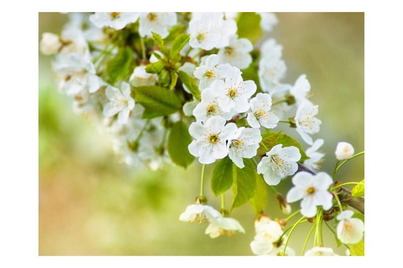 Fototapet Smukke Følsomme Kirsebær Blomster 400x309 - Artgeist sp. z o. o. - Boligtilbehør - Vægdekoration - Tapeter - Fototapeter