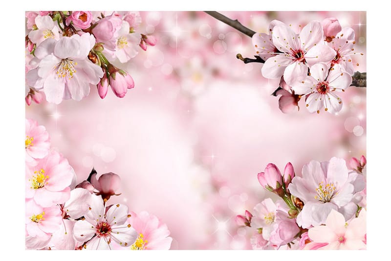 Fototapet Spring Cherry Blossom 350x245 - Artgeist sp. z o. o. - Boligtilbehør - Vægdekoration - Tapeter - Fototapeter